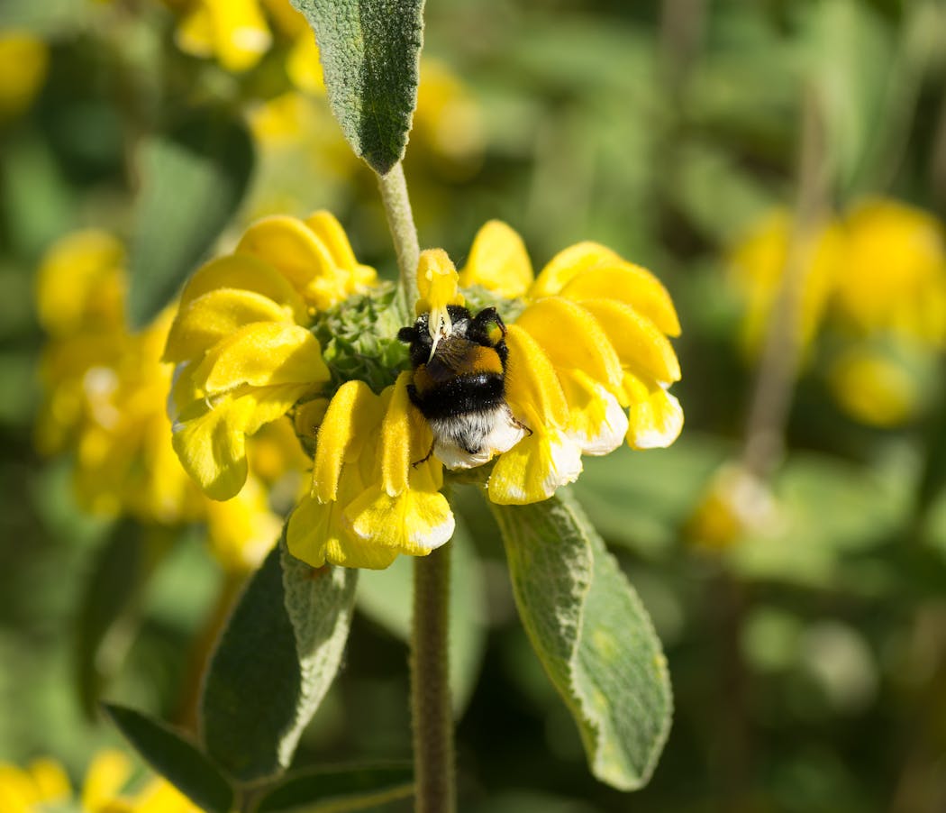Bourdon qui puise du pollen dans une fleur de Phlomis