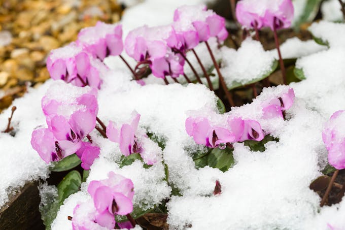 Les cyclamens coum fleurissent au cœur de l'hiver. 