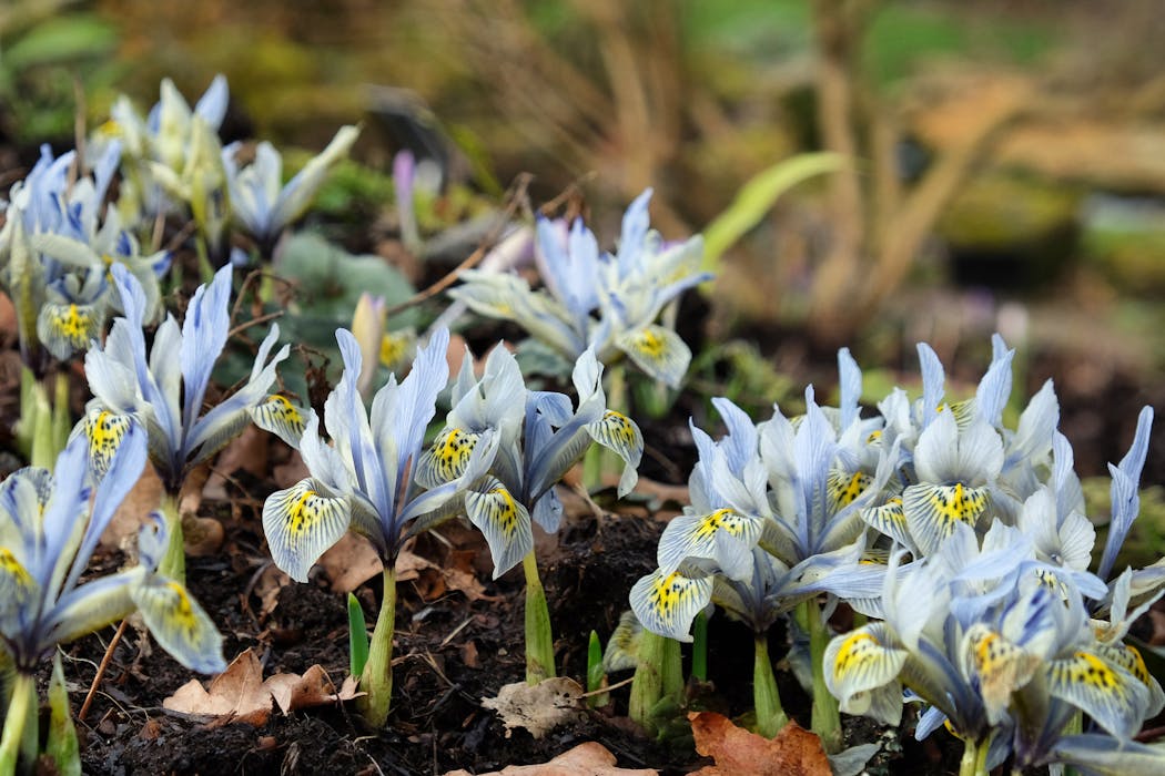 L'iris réticulé offre ses grosses fleurs bleues dès février