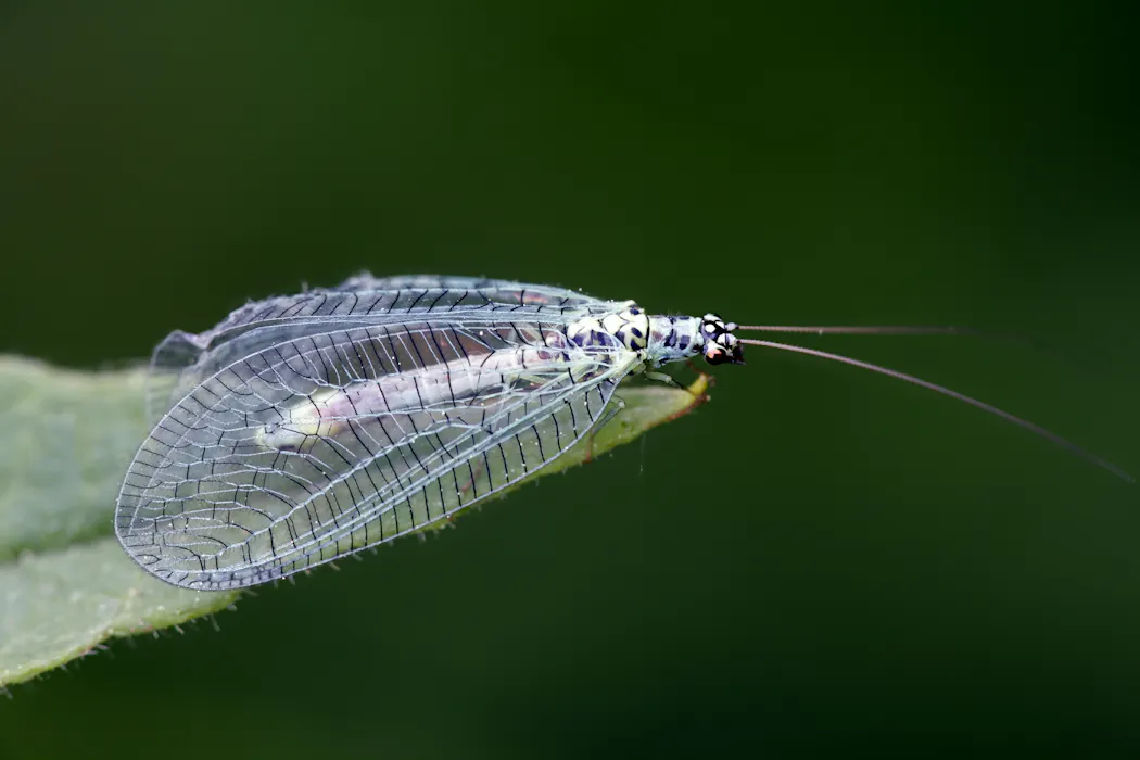 Chrysopa perla, un des chrysopes communes en France
