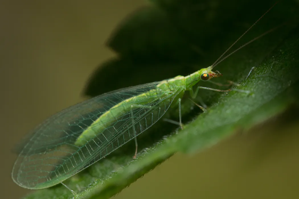 La chrysope verte adulte évoque une libellule miniature