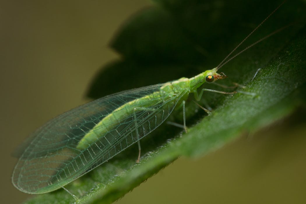 La chrysope verte adulte évoque une libellule miniature