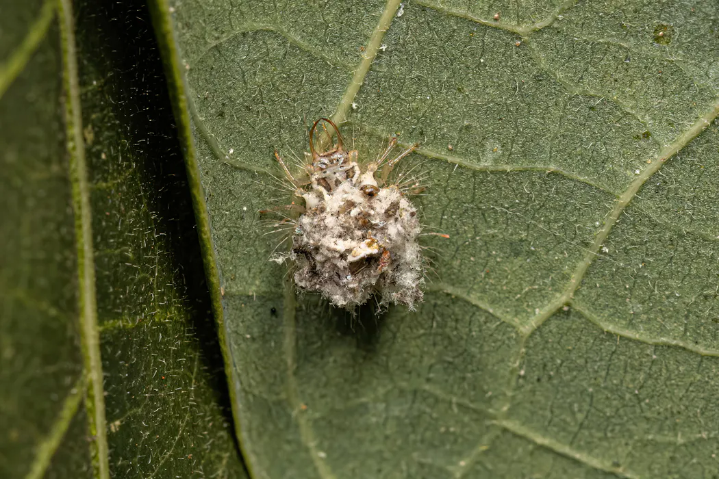 Les larves de chrysope vertes se cachent au revers des feuilles