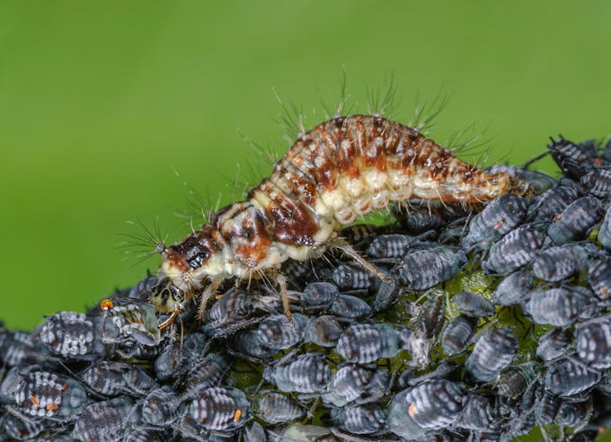 La larve de chrysope verte a un appétit qui grandit avec son développement