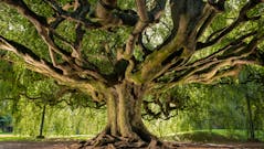 "L'Arbre de l'Année 2023" : découvrez les plus beaux arbres de France
