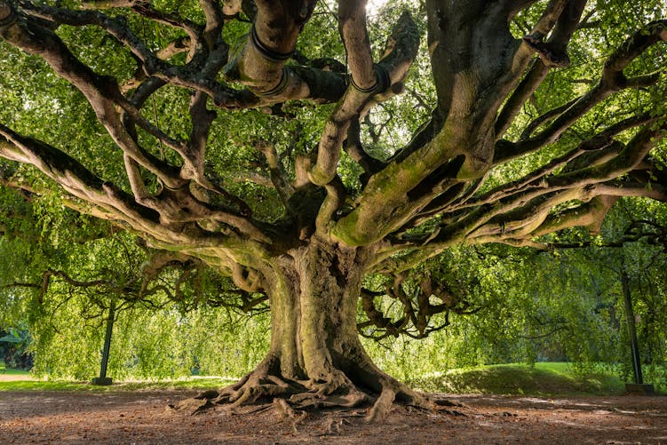 Où se trouvent les 3 plus beaux arbres de France ?