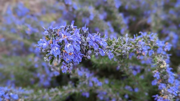 Des floraisons bleues toute l'année au jardin
