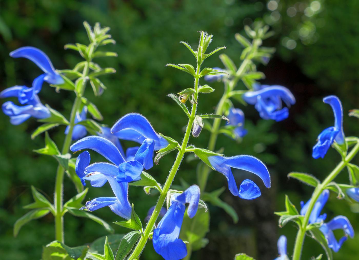 10 des plus belles fleurs bleues | Détente jardin