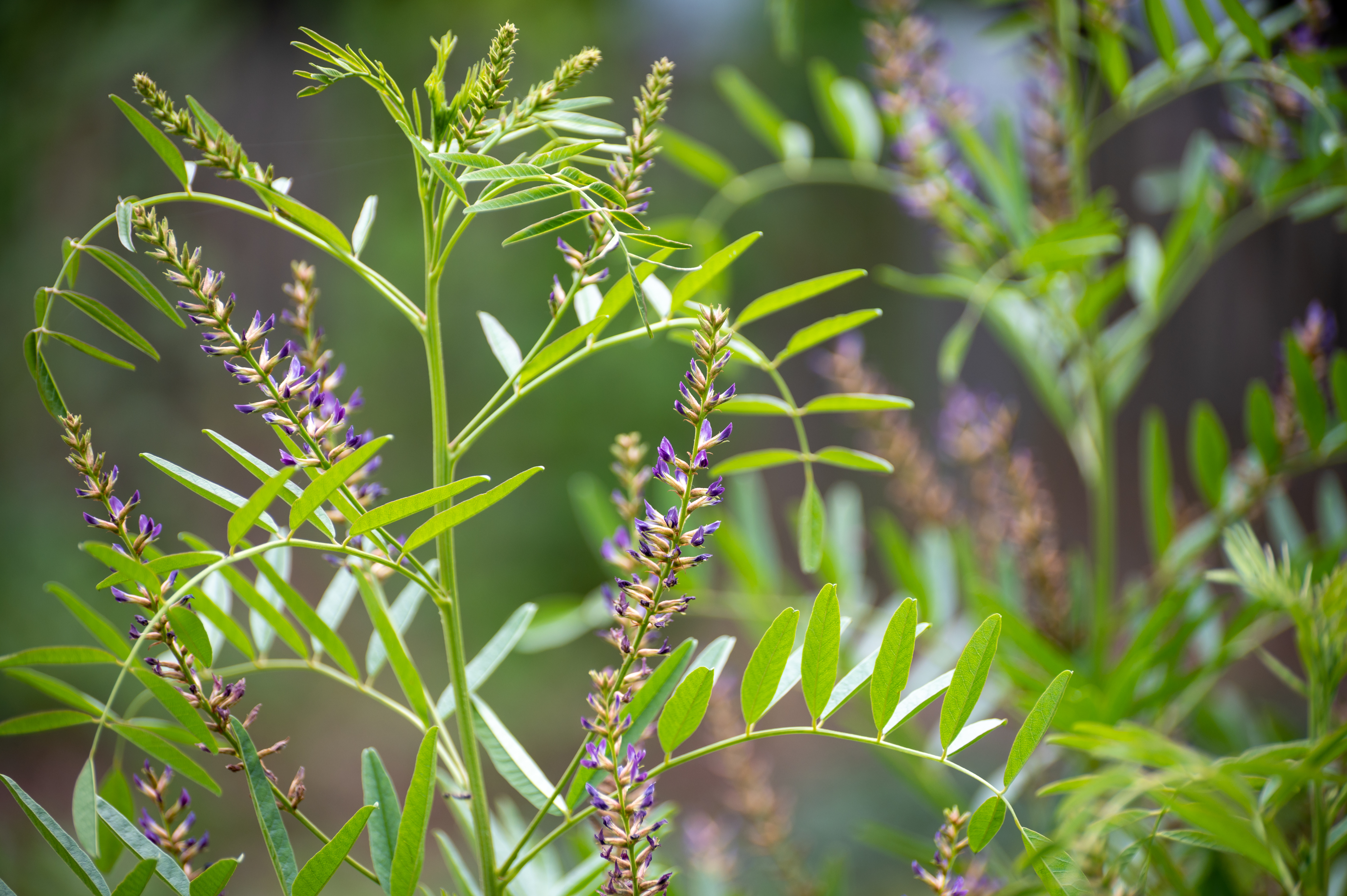 Réglisse cultiver cette plante dont on consomme les racines Détente — free download