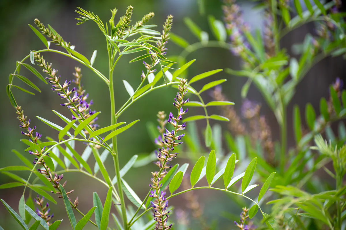 Réglisse cultiver cette plante dont on consomme les racines Détente — free download