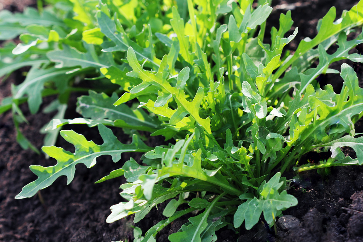 La roquette : culture, plantation, récolte | Détente jardin