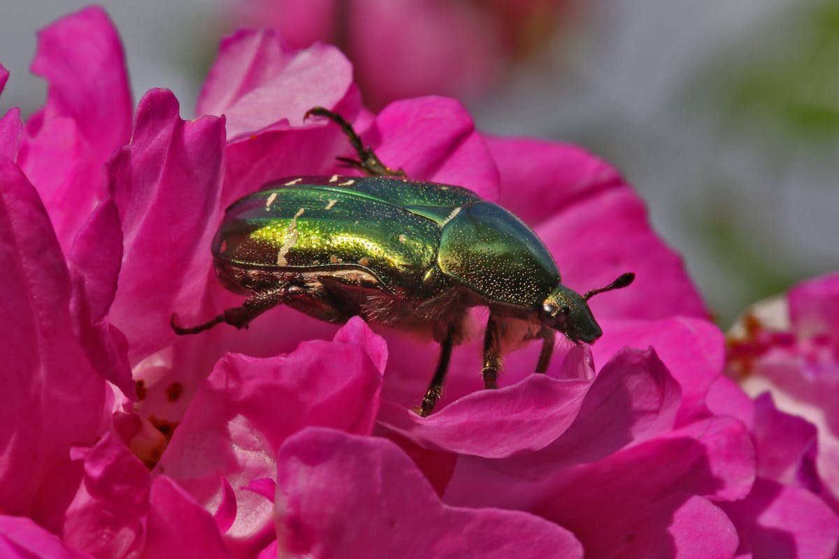 Reconnaître l'utilité de la larve de la cétoine dorée et admirer l ...