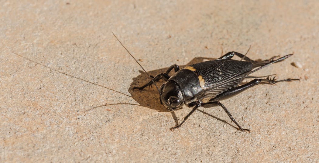 Apprendre à reconnaître grillons, sauterelles et criquets, les insectes ...
