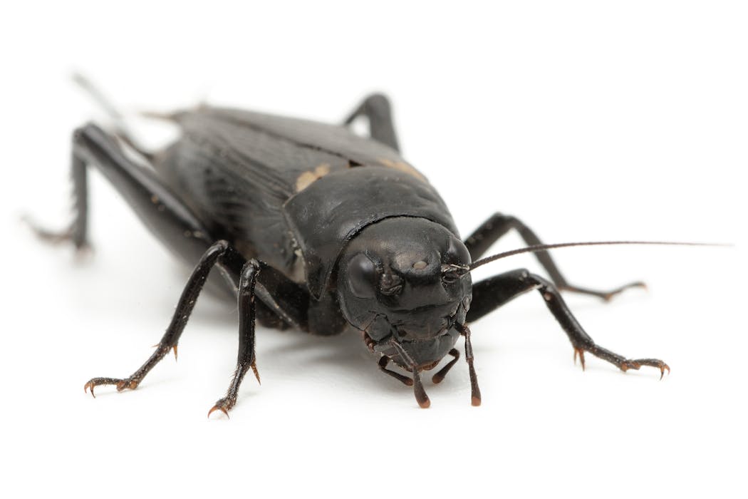 Apprendre à reconnaître grillons, sauterelles et criquets, les insectes ...