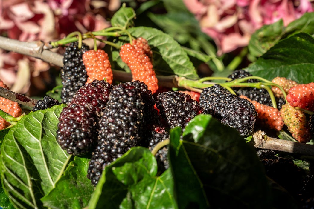 Murier Récolter et déguster les mûres, fruits de la ronce sauvage ou cultivée ...