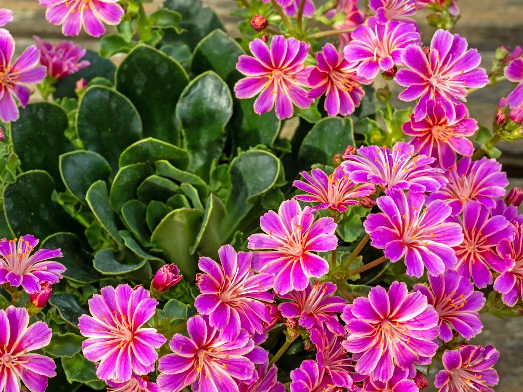 Comment cultiver un pied de Lewisia cotyledon ? | Détente jardin