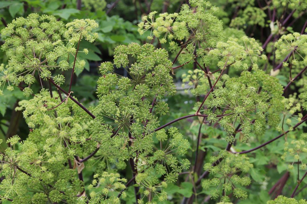 200 Graines De Mélisse Officinale - Plante Aromatique Jardin Potager Semences Paysannes Reproducti - Foto 8