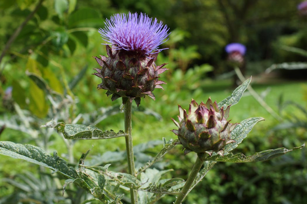 Réussir la culture du cardon, ce légume ancien aussi beau que bon ...