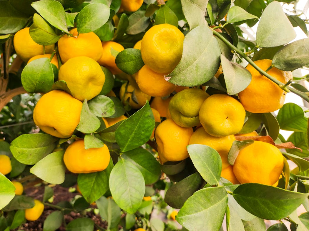 Agrumes rustiques : variétés résistantes au froid et conseils de ...