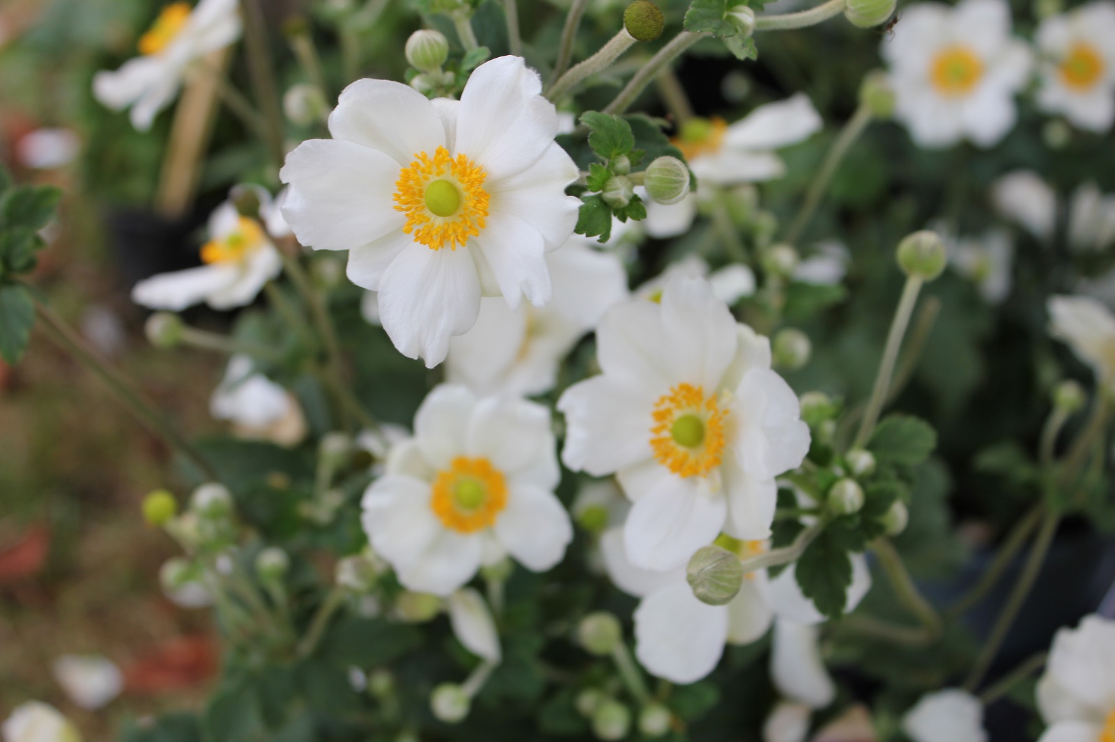 Fleurs blanches : les plus belles varits pour illuminer votre jardin |  Dtente jardin