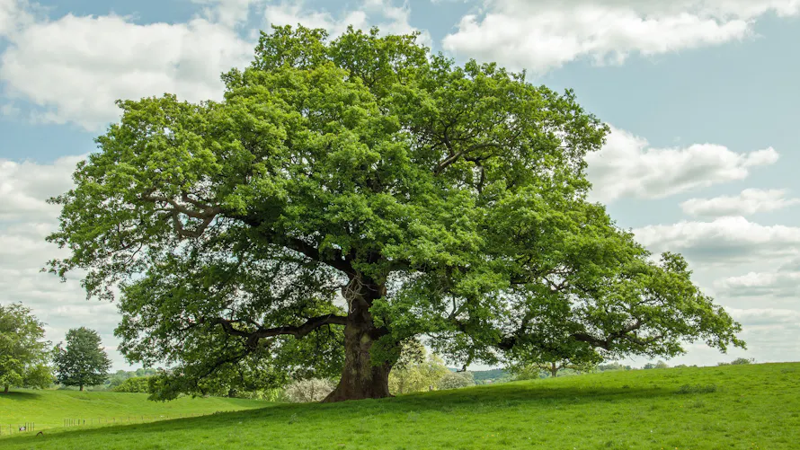 Chêne : découvrez cet arbre majestueux et ses variétés de Quercus ...