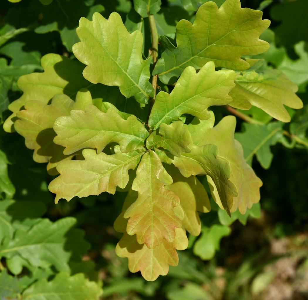 Chêne : découvrez cet arbre majestueux et ses variétés de Quercus ...