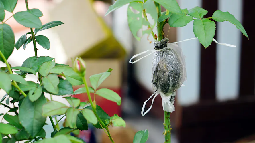 Marcottage Method Marcottage : la méthode simple pour reproduire vos plantes sans ...