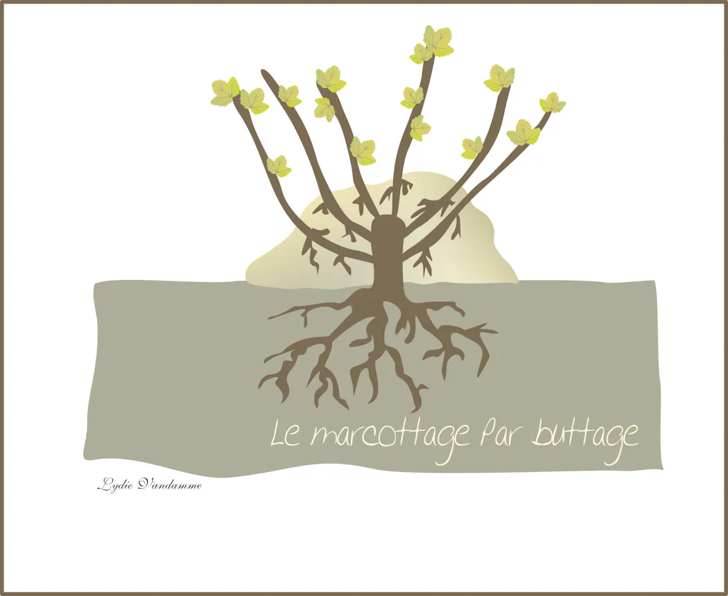 Marcottage Method Marcottage : la méthode simple pour reproduire vos plantes sans ...