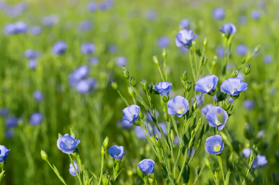 Le Lin Champ Cultiver le lin vivace ou annuel pour des fleurs colorées tout l'été ...