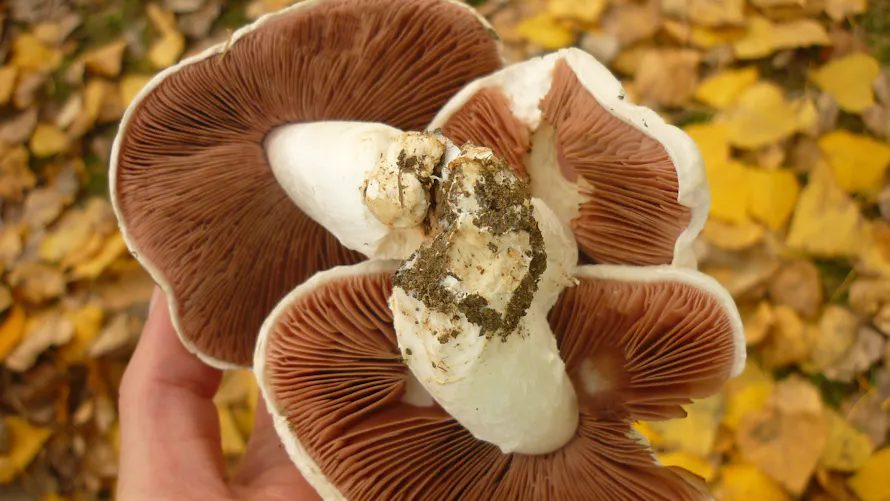 Rosé des prés : guide pour reconnaître et cueillir cet agaric champêtre ...
