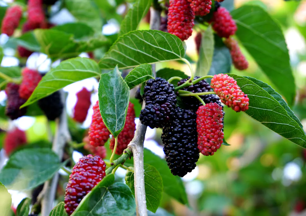 Murier Découvrir et cultiver le mûrier, un arbre idéal pour les petits jardins ...