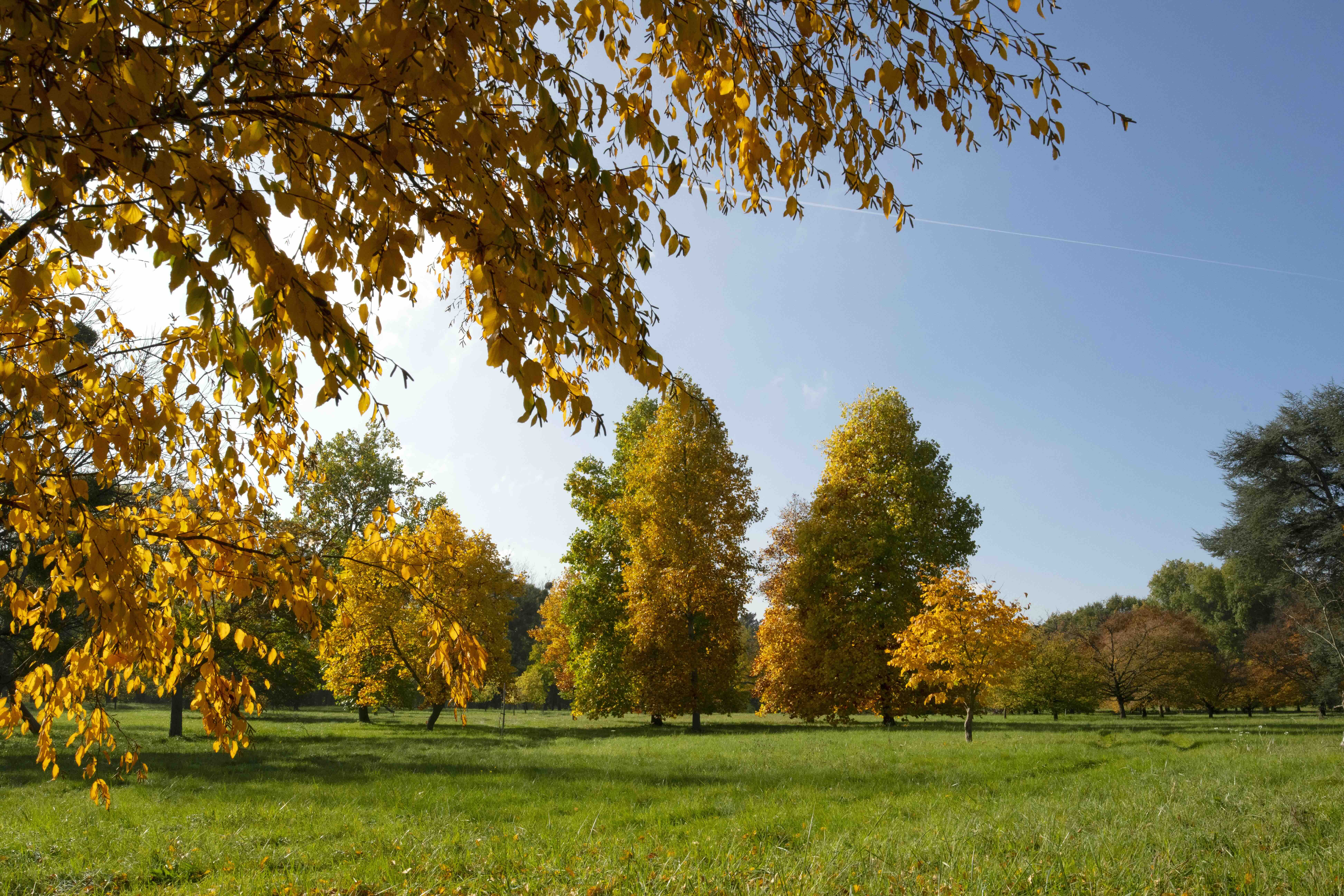 Arboretums en France : 5 lieux à visiter en automne | Détente jardin